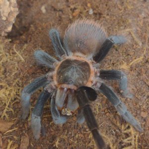 T vagans male doing his post dbl-grub dance