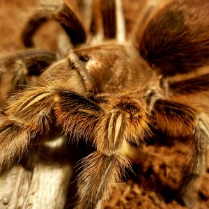 Attack tarantula