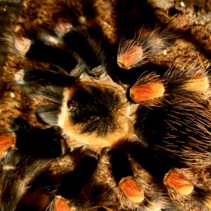 Female smithi