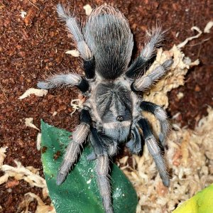 L. polycuspulatus juvenile female