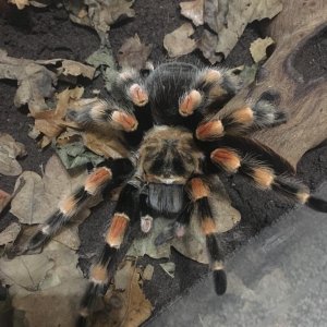 AF B. Smithi