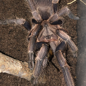 Chilobrachys sp. Vietnam Dry