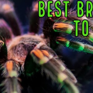 Mexican Flame Knee Tarantula How to Care for the Brachypelma auratum