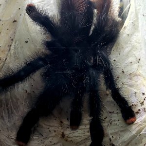 Avicularia