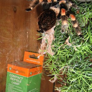 Brachypelma hamorii - Inca