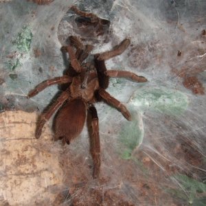 Thrigmopoeus insignis - Sirsi