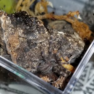 Poecilotheria regalis