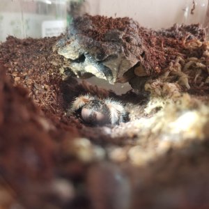 Brachypelma emilia