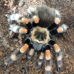 B smithi