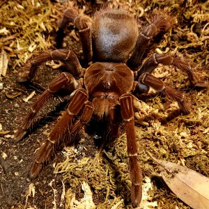 Stirmi female