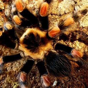 Smithi