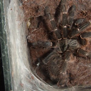 Ceratogyrus darlingii - Venda