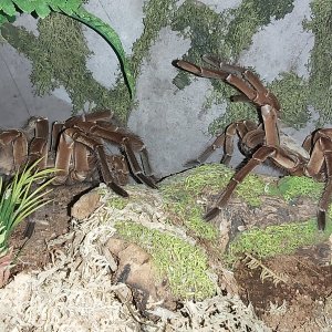 T stirmi face off