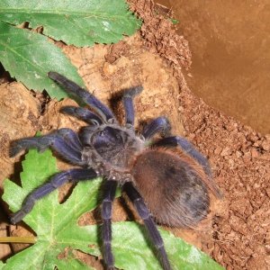 Pterinopelma sazimai - Taino