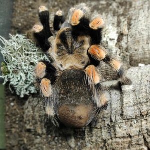 My new girl, a B smithi.