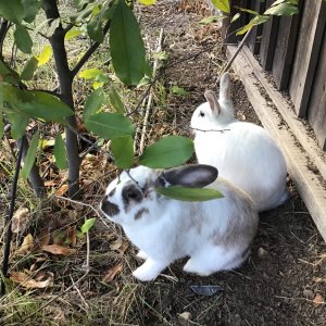 My 2 bunnies chilling in my backyard