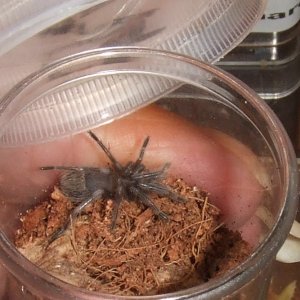 Pterinopelma sazimai - Marejo