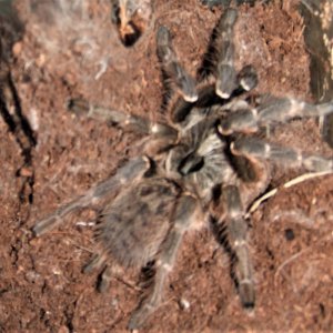 Ceratogyrus darlingii - Venda.