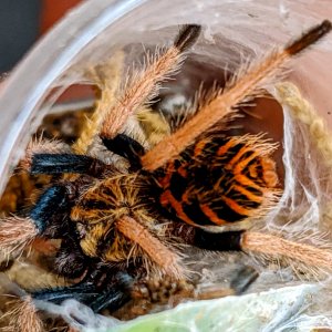 GBB sling beauty shot