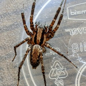 Found this fellow in the sink