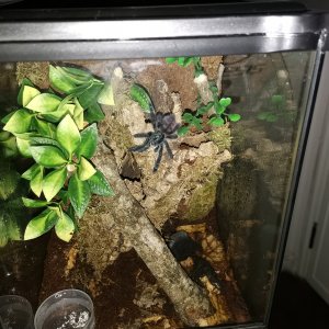 C Versicolor rehouse check