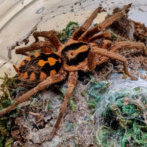 Hapalopus sp. Colombia "gross" (large)