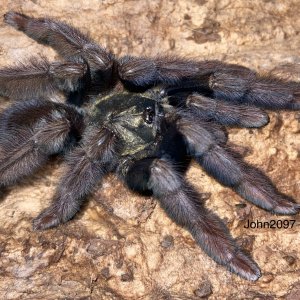 0.1.0 Psalmopoeus ecclesiasticus