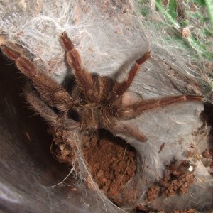 Psalmopoeus langenbucherii - Mariche