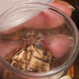 Brachypelma albiceps - Chulula