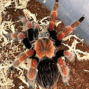 0.1 Brachypelma boehmei