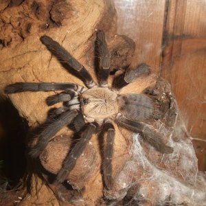 Cyriopagopus sp Hati Hati - Sula