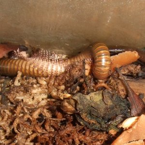 Telodeinopus aoutii (Skeleton Leg Millipede) - Legs