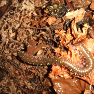 Telodeinopus aoutii (Skeleton Leg Millipede) - Legs