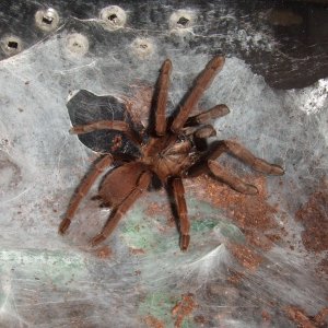 Thrigmopoeus insignis  - Sirsi