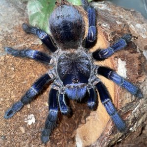 Pterinopelma sazimai - adult female