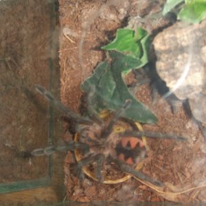 Pamphobeteus sp. machala - Ibarra