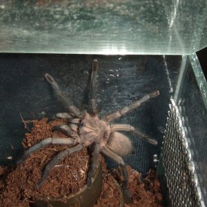 Cheatopelma olivaceum - Nile