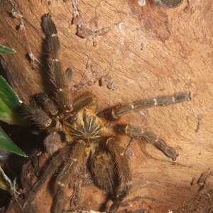 Pterinochilus murinus Tete BCF - Maasai