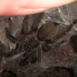 Psalmopoeus cambridgei - Lere