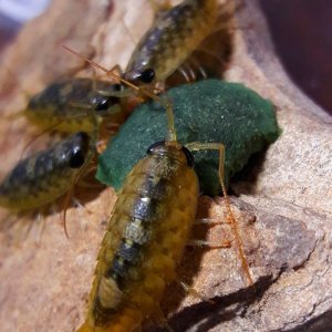 Ligia occidentalis 'western sea-roach'