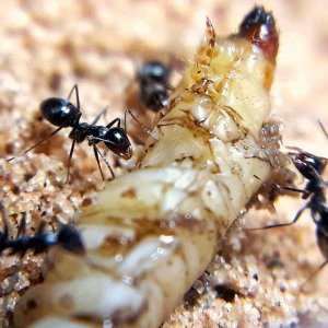 Myrmecocystus mimicus