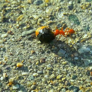 Pogonomyrmex californicus- california harvester ant