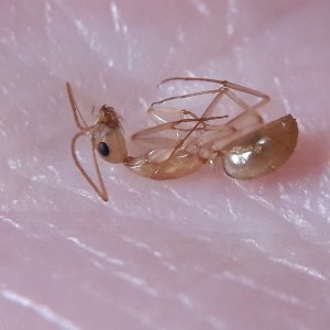 camponotus abquatulator nanitic