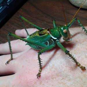 Neobarrettia spinosa adult male