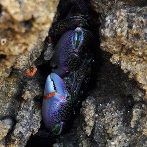 Pachygrapsus crassipes -Striped shore crab