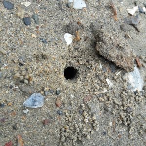 Leptuca crenulata burrow- California/mexican hermit crab