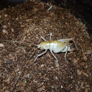 Ceuthophilus fossor- Desert camel cricket