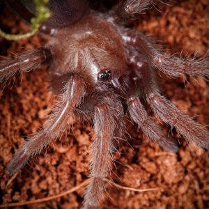 My Brachypelma "Nyx" albiceps sling