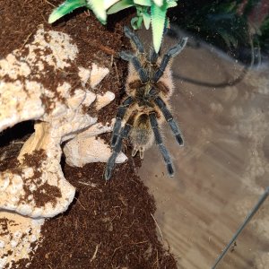 Harpactira pulchripes F