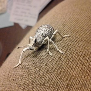 Ophryastes argentatus 'Silver Desert weevil'